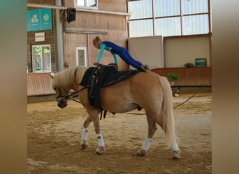 Haflinger, Gelding, 15 years, 14 hh