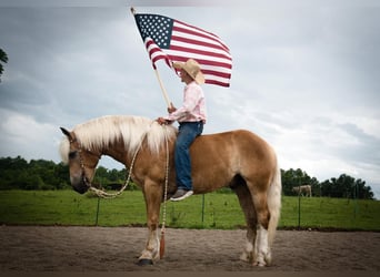 Haflinger, Gelding, 5 years