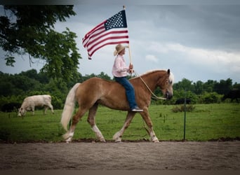 Haflinger, Gelding, 5 years
