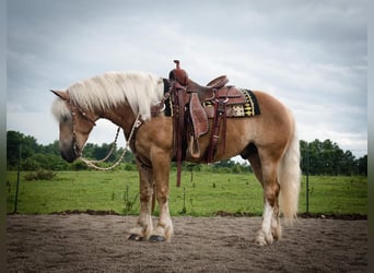Haflinger, Gelding, 5 years