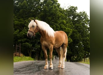 Haflinger, Gelding, 5 years