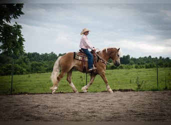 Haflinger, Gelding, 5 years