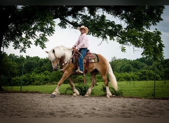 Haflinger, Gelding, 5 years