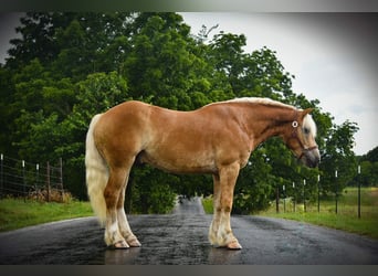 Haflinger, Gelding, 5 years