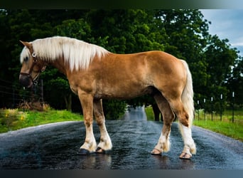 Haflinger, Gelding, 5 years