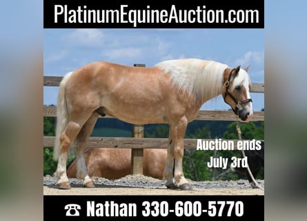 Haflinger, Gelding, 8 years, Sorrel