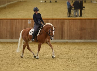 Haflinger, Stallion, 5 years, 15 hh, Chestnut-Red