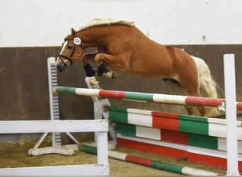 Haflinger, Stallion, 5 years, 15 hh, Chestnut-Red