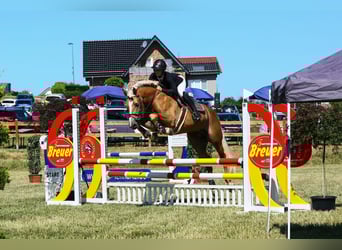 Haflinger, Stallion, 5 years, 15 hh, Chestnut-Red