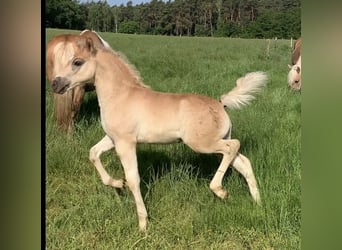 Haflinger, Stallion, Foal (04/2024), 14.2 hh