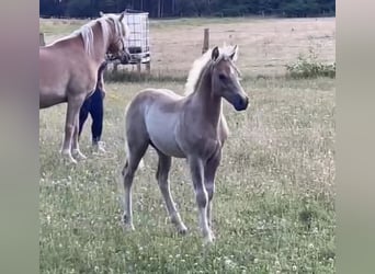 Haflinger, Stallion, Foal (04/2024), 14.2 hh