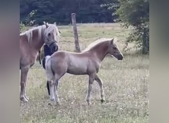 Haflinger, Stallion, Foal (04/2024), 14.2 hh