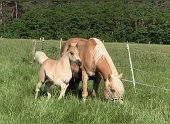 Haflinger, Stallion, Foal (04/2024), 14.2 hh