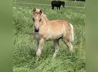 Haflinger, Stallion, Foal (04/2024), 14.2 hh
