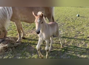 Haflinger, Stallion, Foal (04/2024), 14.2 hh