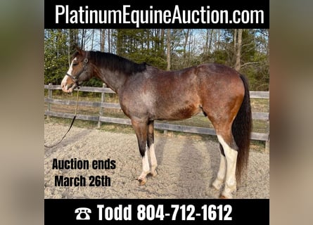 Hanoverian, Gelding, 12 years, 16.3 hh, Bay