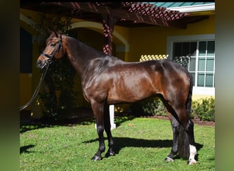 Hanoverian, Gelding, 8 years, Bay