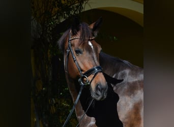 Hanoverian, Gelding, 8 years, Bay