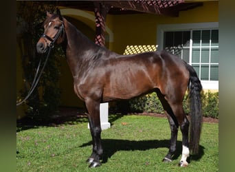Hanoverian, Gelding, 8 years, Bay