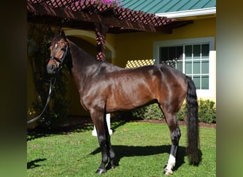 Hanoverian, Gelding, 8 years, Bay