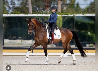 Hanoverian, Gelding, 9 years, 17 hh, Bay