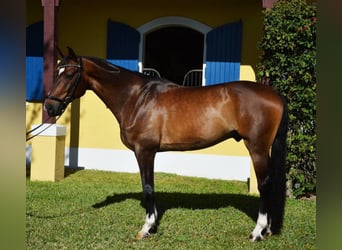 Hanoverian, Gelding, 9 years, 17 hh, Bay