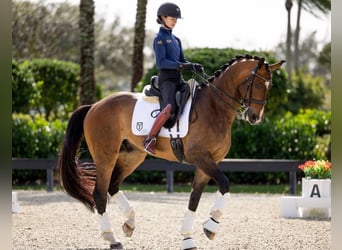 Hanoverian, Gelding, 9 years, 17 hh, Bay