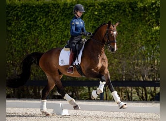 Hanoverian, Gelding, 9 years, 17 hh, Bay