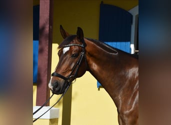 Hanoverian, Gelding, 9 years, 17 hh, Bay