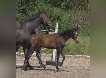 Hanoverian, Mare, Foal (02/2024), 16.1 hh, Bay-Dark