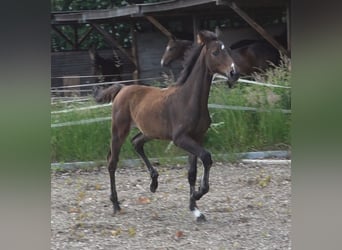 Hanoverian, Mare, Foal (02/2024), 16.1 hh, Bay-Dark