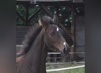 Hanoverian, Mare, Foal (02/2024), 16.1 hh, Bay-Dark