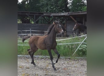 Hanoverian, Mare, Foal (02/2024), 16.1 hh, Bay-Dark