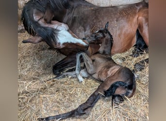 Hanoverian, Mare, Foal (07/2024), 16.2 hh, Brown