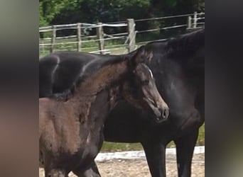Hanoverian, Mare, Foal (03/2024), 16.3 hh, Smoky-Black