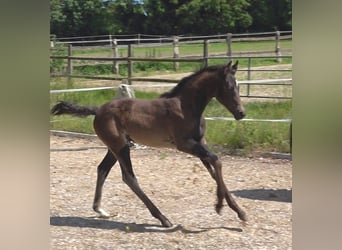 Hanoverian, Mare, Foal (03/2024), 16.3 hh, Smoky-Black