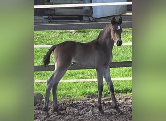 Hanoverian, Mare, Foal (03/2024), 16.3 hh, Smoky-Black