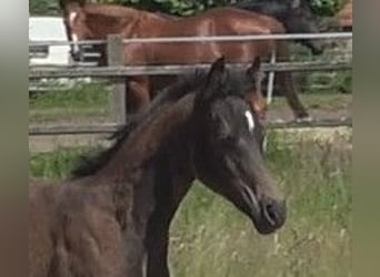 Hanoverian, Mare, Foal (03/2024), 16.3 hh, Smoky-Black