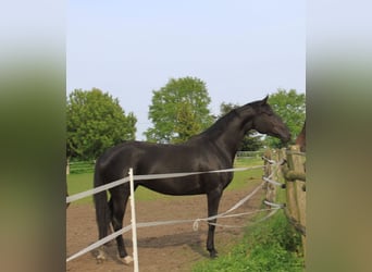 Hanoverian, Mare, Foal (03/2024), 16.3 hh, Smoky-Black