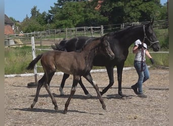 Hanoverian, Mare, Foal (03/2024), 16.3 hh, Smoky-Black