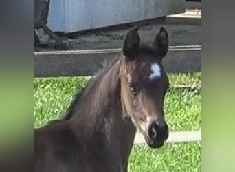 Hanoverian, Mare, Foal (03/2024), 16.3 hh, Smoky-Black