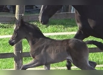 Hanoverian, Mare, Foal (03/2024), 16.3 hh, Smoky-Black