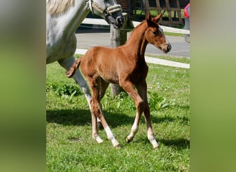 Hanoverian, Mare, Foal (03/2024), Chestnut