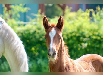 Hanoverian, Mare, Foal (03/2024), Chestnut