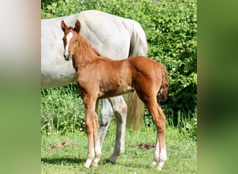 Hanoverian, Mare, Foal (03/2024), Chestnut
