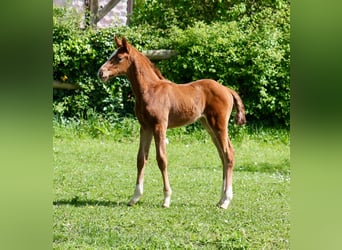 Hanoverian, Mare, Foal (03/2024), Chestnut