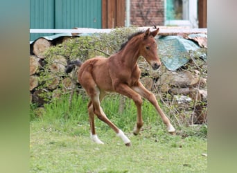 Hanoverian, Mare, Foal (03/2024), Chestnut