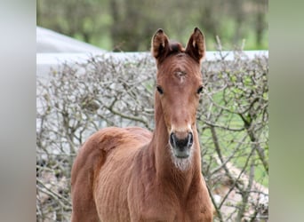 Hanoverian, Mare, Foal (03/2024), Chestnut