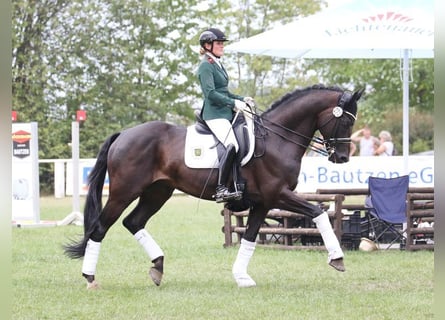 Hanoverian, Stallion, 18 years, 16.2 hh, Bay-Dark