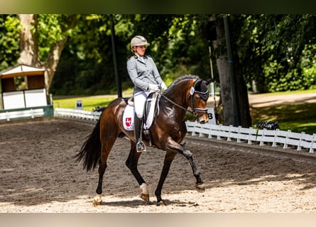 Hanoverian, Stallion, 7 years, 16.3 hh, Brown